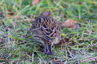 Little Bunting
