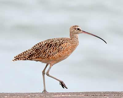 Long-billed Curlew