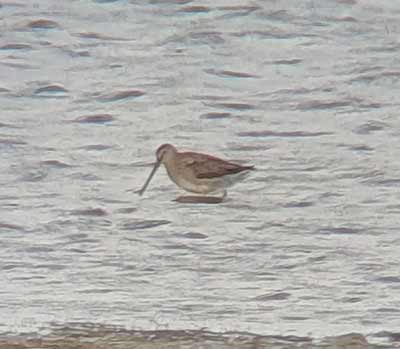 Long-billed Dowitcher