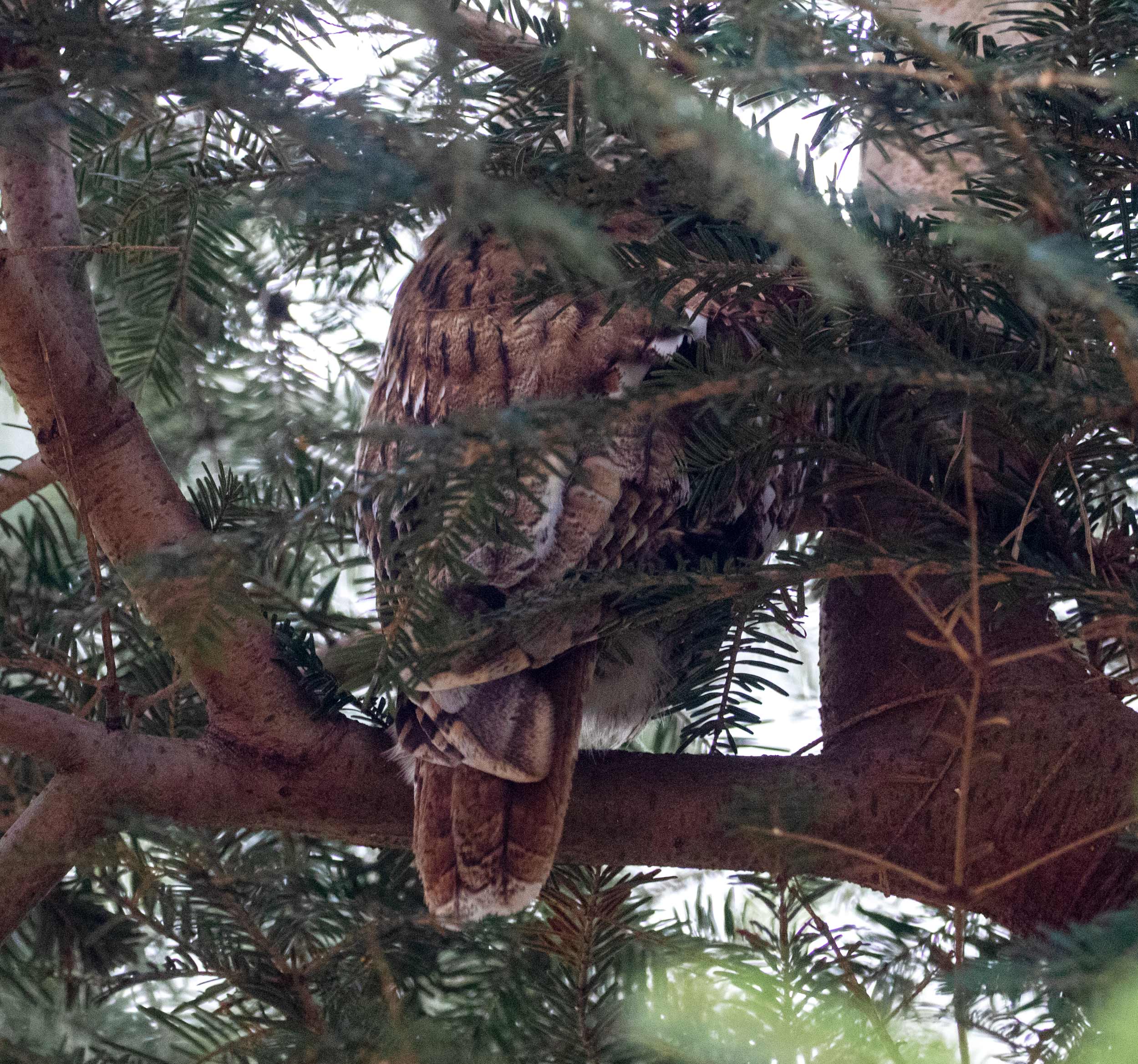 Tawny Owl