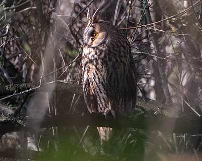 Long-eared Owl