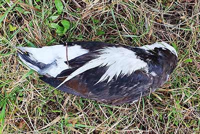 Long-tailed Duck