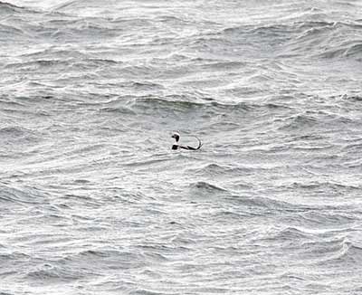 Long-tailed Duck