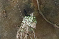 Wedge-tailed Sabrewing