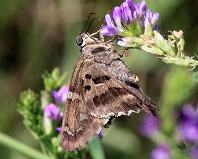 Long-tailed Skipper