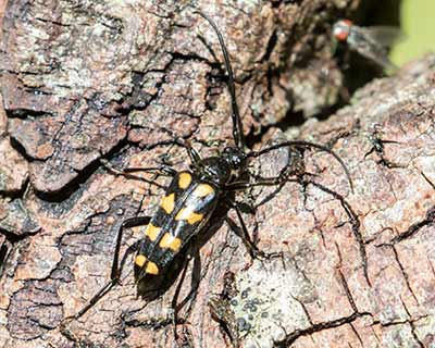 Longhorn Beetle