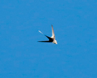 Lesser Swallow-tailed Swift
