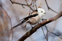 Long-tailed Tit