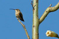 Lucifer Hummingbird