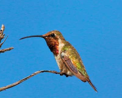 Lucifer Hummingbird