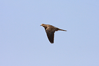 Mourning Dove