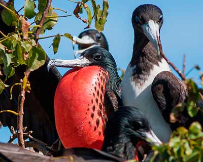 Magnificent Frigatebird