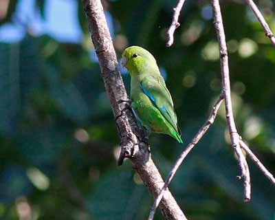 Mexican Parrotlet