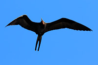 Magnificent Frigatebird