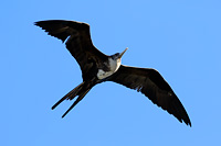 Magnificent Frigatebird