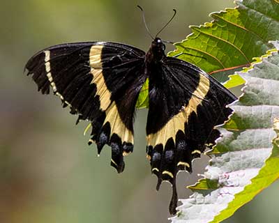 Magnificent Swallowtail