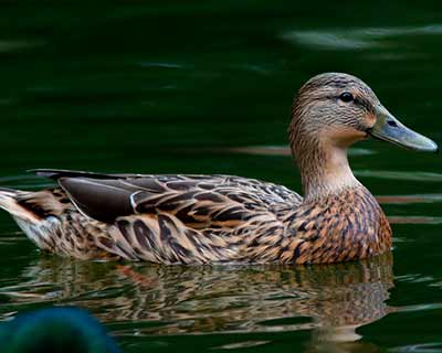 Mallard