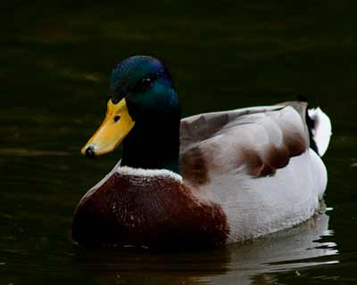 Mallard