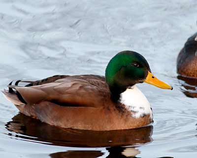 Mallard