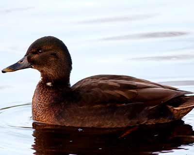 Mallard