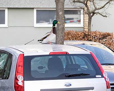 Mallard