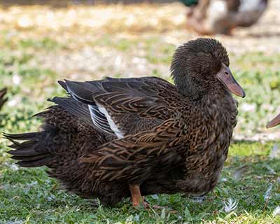 Mallard (Domestic type)