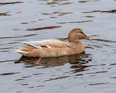 Mallard (Domestic type)