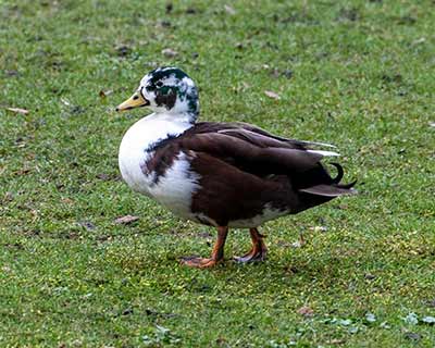 Mallard (Domestic type)