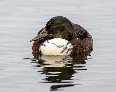 Mallard (Domestic type)