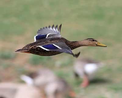 Mexican Duck