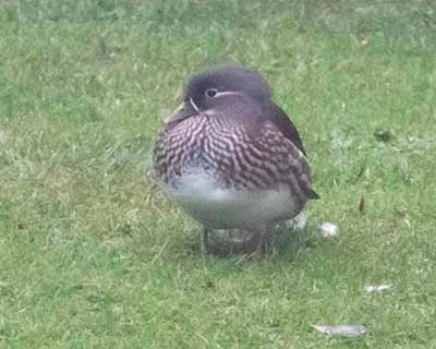 Mandarin Duck