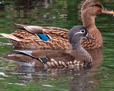 Mandarin Duck