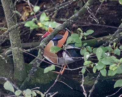 Mandarin Duck