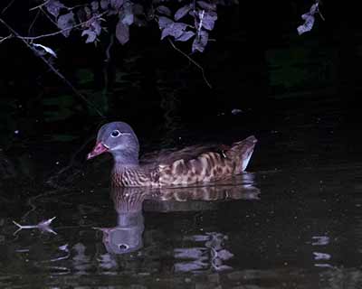 Mandarin Duck