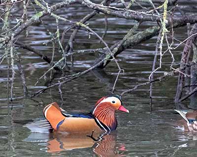 Mandarin Duck