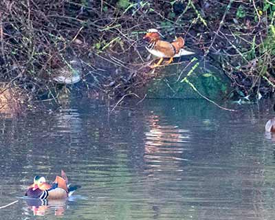 Mandarin Duck