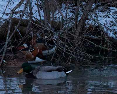 Mandarin Duck