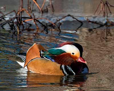 Mandarin Duck