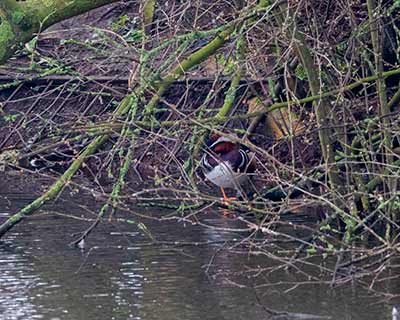 Mandarin Duck