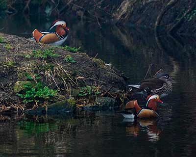 Mandarin Duck
