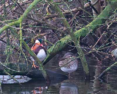 Mandarin Duck