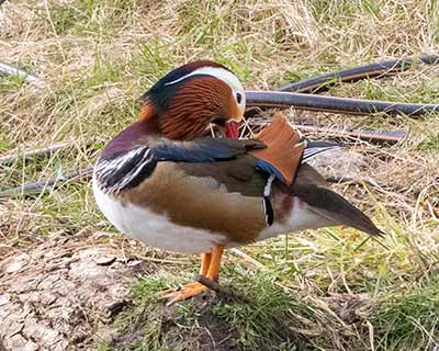Mandarin Duck