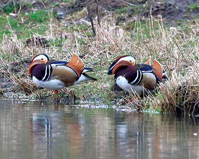 Mandarin Duck