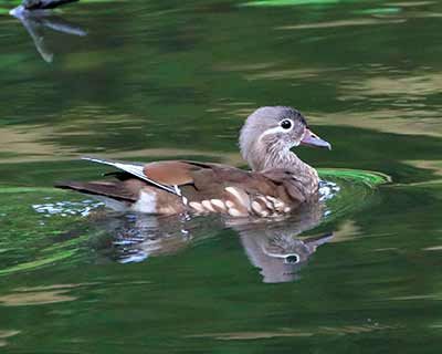 Mandarin Duck