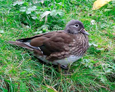 Mandarin Duck
