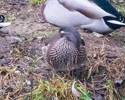Mandarin Duck