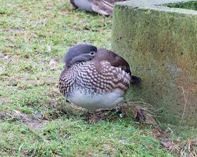 Mandarin Duck