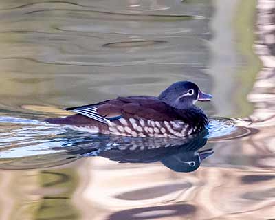 Mandarin Duck