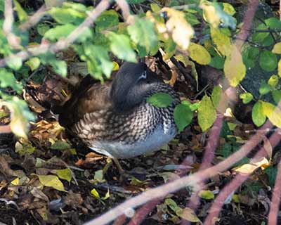 Mandarin Duck