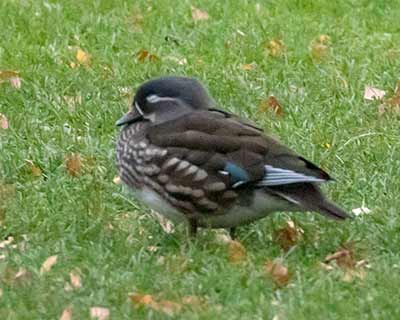 Mandarin Duck